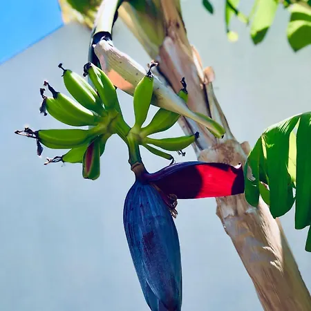 Soulbreeze Kos, Haus 2